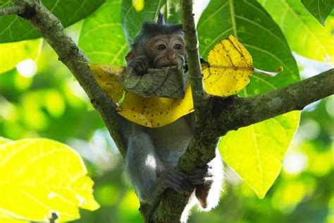 Iowa man charged after soliciting ‘sadistic’ videos of monkeys, .